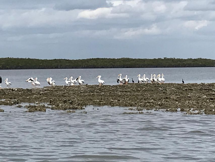 Fast and More 60 minute Airboat Tour on the Homosassa River - Mangroves, shallow water, and the route less traveled