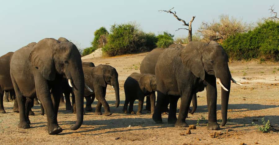 From Kasane: Chobe River Sunset Cruise - From Kasane accommodation to the Chobe River Jetty