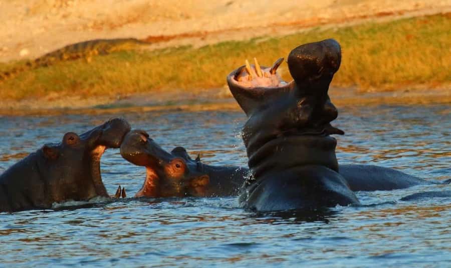 From Kasane: Chobe River Sunset Cruise - Cruising upstream into Chobe National Park