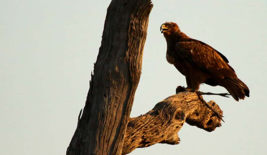 From Kasane: Chobe River Sunset Cruise - Sunset colors and the view from the deck