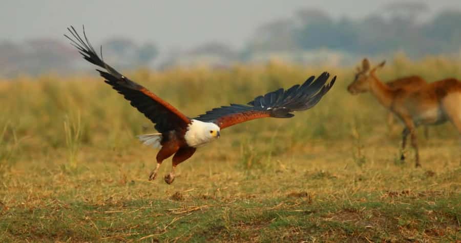 From Kasane: Chobe River Sunset Cruise - What the $54 price really covers