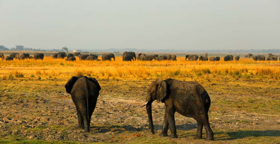From Kasane: Chobe River Sunset Cruise - Weather, equipment, and the practical tradeoffs