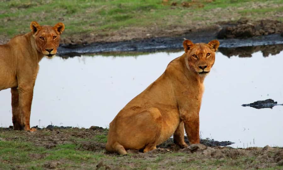 From Kasane: Chobe River Sunset Cruise - Who should book this Chobe sunset cruise?