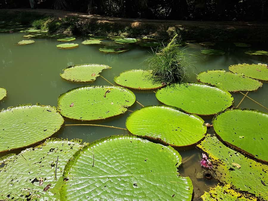 From Manaus: 3 or 4-Day Rio Negro & Anavilhanas River Cruise - Is $600 a fair price?