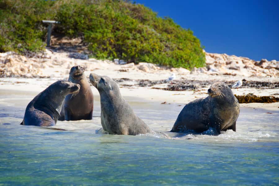 From Perth: Margaret River Wine Tour & Wildlife Cruise - Canal Rocks and the Margaret River Mouth