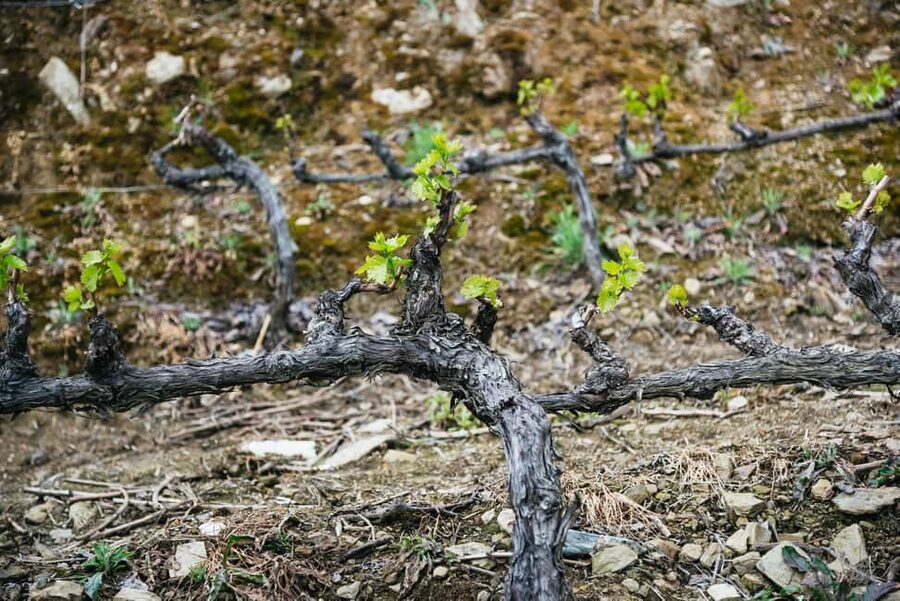 From Porto: Small Group Douro Valley Tour with Wine & Cruise - The second estate and the value of comparing producers