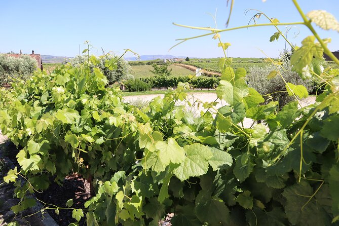 Genuine Douro Valley Tour: Visit 2 Wineries, Lunch & River Cruise - Price and practical value at $114.41