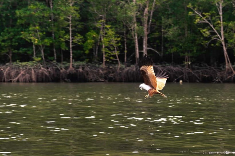 Langkawi: Mangrove River Cruise Sharing 3 Hours - Eagles first, and why morning may be better