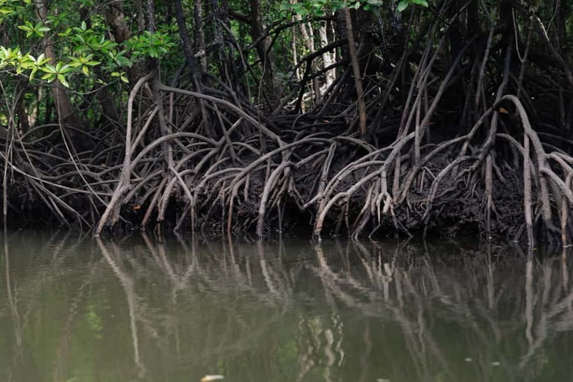 Langkawi: Mangrove River Cruise Sharing 3 Hours - Is $18 good value for three hours?