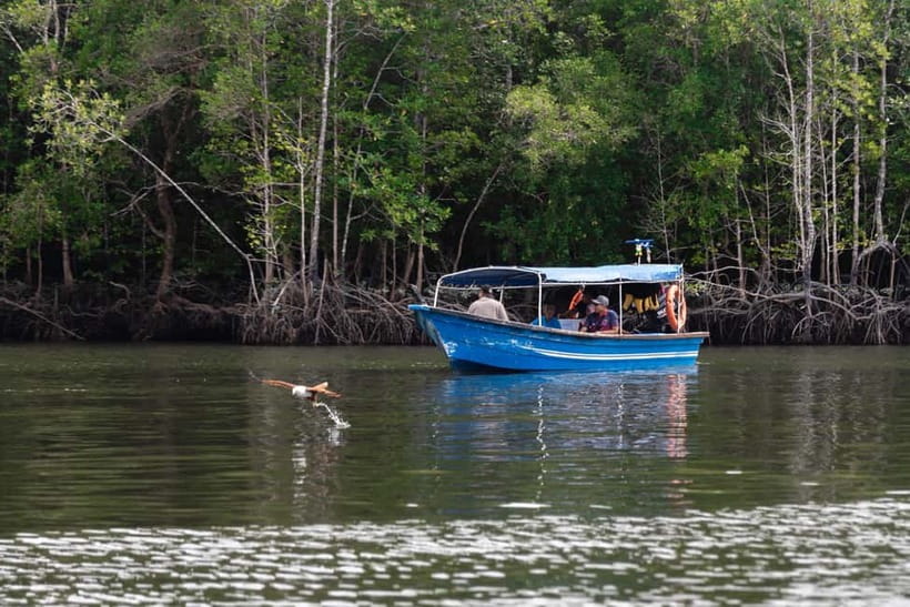 Langkawi: Mangrove River Cruise Sharing 3 Hours - Narrow mangrove channels and fast open-water runs