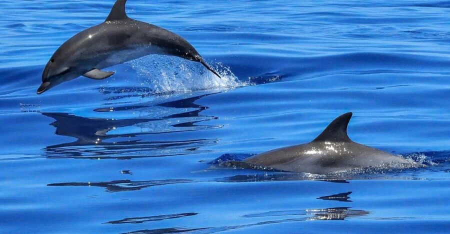Lisbon: Tagus River Cruise to the Ocean & Dolphin Watching - From Sul e Sueste to the open Atlantic