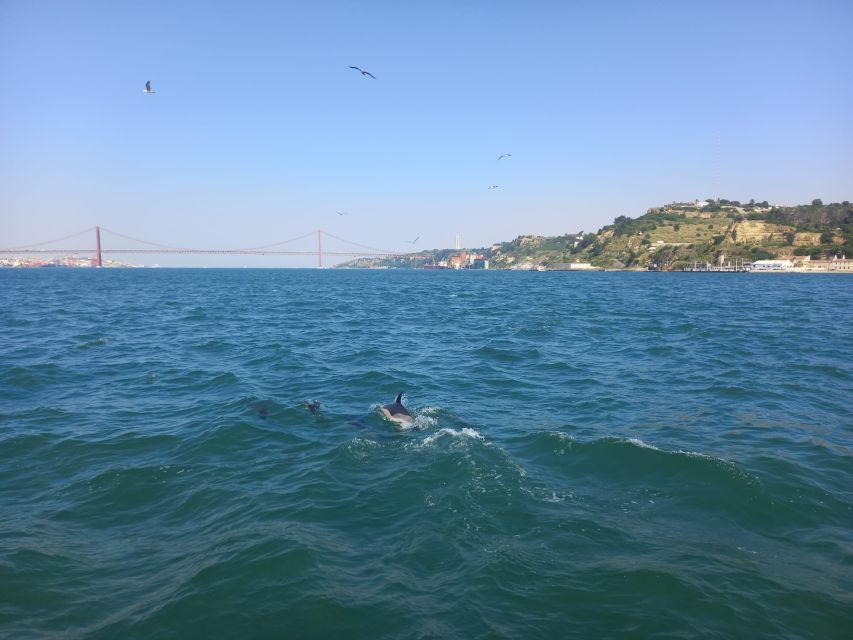 Lisbon: Tagus River Cruise to the Ocean & Dolphin Watching - What the dolphin search is really like