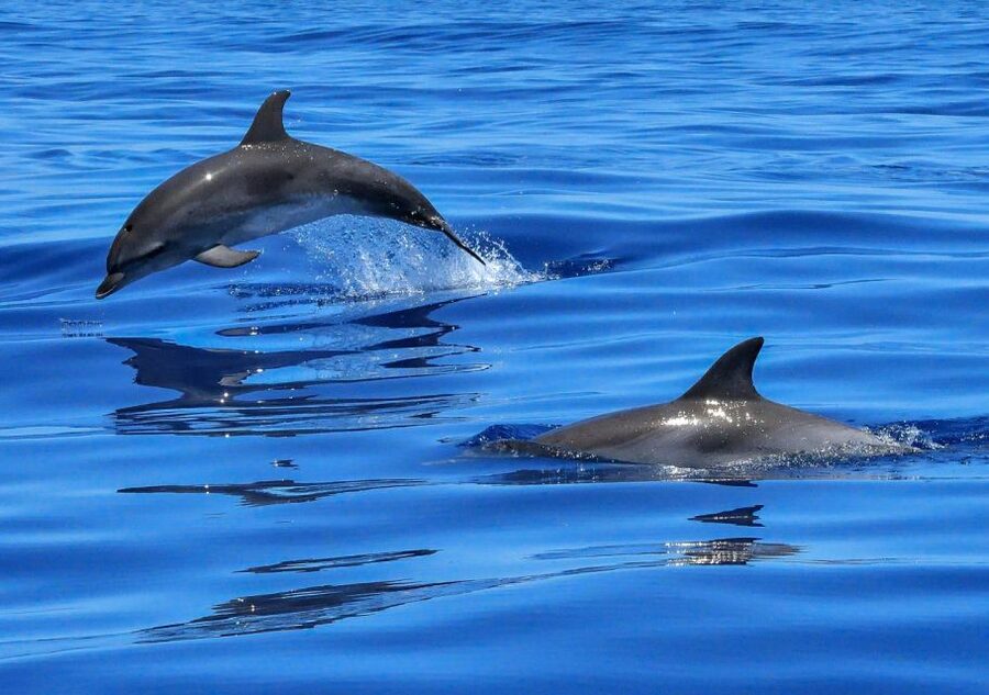 Lisbon: Tagus River Cruise to the Ocean & Dolphin Watching - Trafaria and the wide turn toward the sea