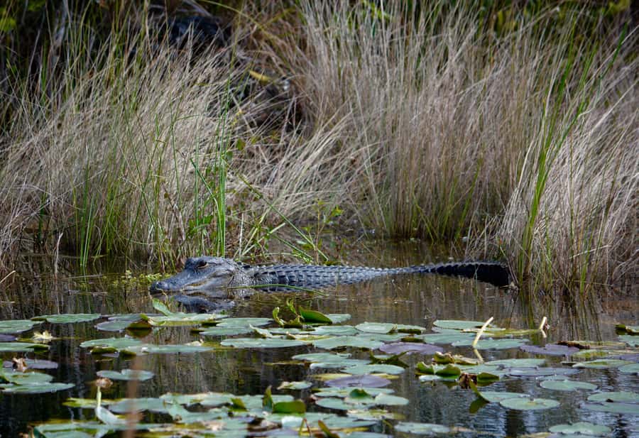Miami: Everglades River of Grass Small Airboat Wildlife Tour - Wildlife stops with room for questions