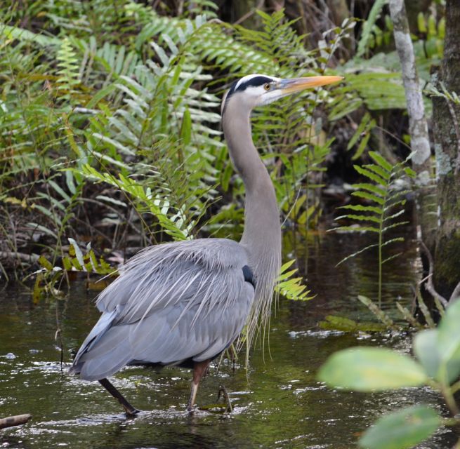 Miami: Everglades River of Grass Small Airboat Wildlife Tour - Stories about Everglades change and restoration