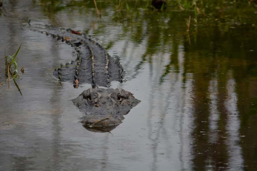 Miami: Everglades River of Grass Small Airboat Wildlife Tour - Is $750 good value?