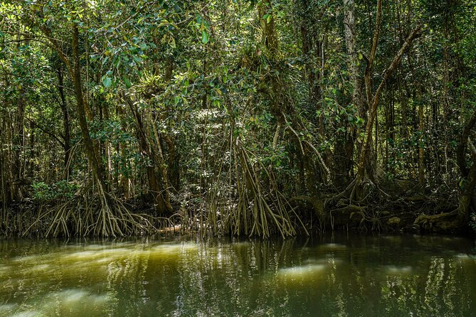 Morning Daintree Tour with River Cruise from Port Douglas - Morning tea with a simple local pause