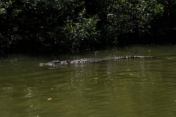 Morning Daintree Tour with River Cruise from Port Douglas - Mossman Gorge and the 500-metre rainforest walk