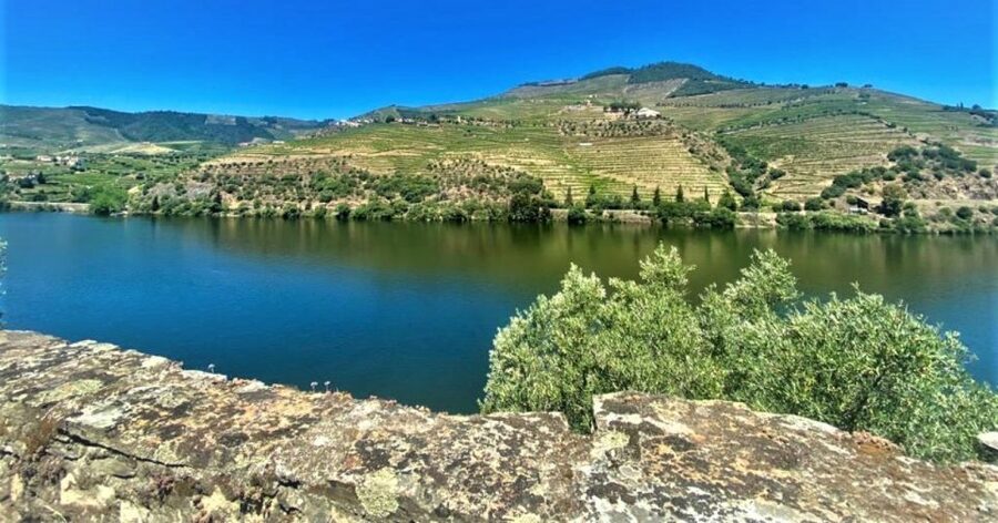 Porto: Douro Valley Private Tour 2 Vineyards & River Cruise - The second vineyard and the Port tasting