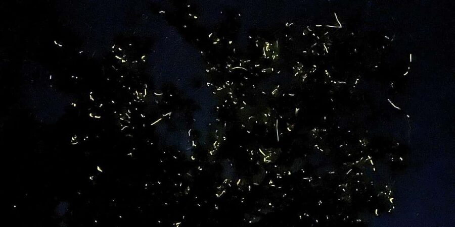 Shared Firefly Watching Cruise on Bohol’s Scenic Loboc River - What the $32 price really covers