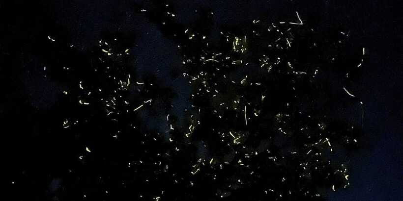 Shared Firefly Watching Cruise on Bohol’s Scenic Loboc River - The shared-tour rhythm
