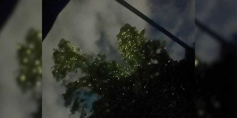 Shared Firefly Watching Cruise on Bohol’s Scenic Loboc River - Weather, clothing, and practical preparation