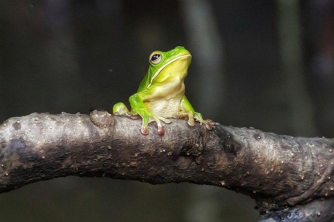 Solar Whisper Daintree River Crocodile and Wildlife Cruise - A quiet boat makes the Daintree River feel different