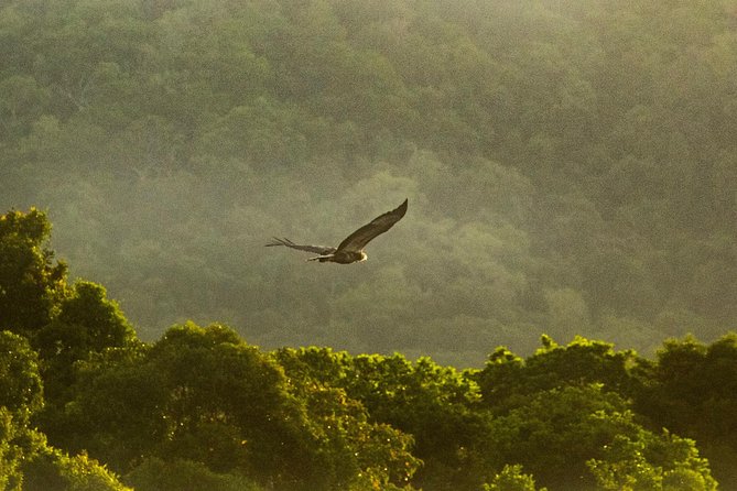 Solar Whisper Daintree River Crocodile and Wildlife Cruise - Look beyond the crocodiles