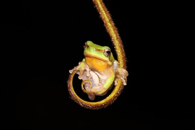 Solar Whisper Daintree River Crocodile and Wildlife Cruise - Why the small boat matters