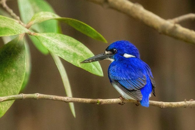 Solar Whisper Daintree River Crocodile and Wildlife Cruise - Value at $25.10 per person