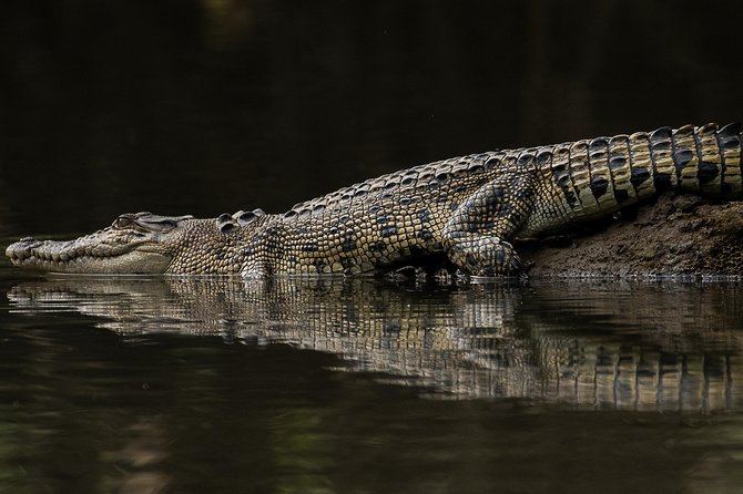 Solar Whisper Daintree River Crocodile and Wildlife Cruise - Practical preparation for the river