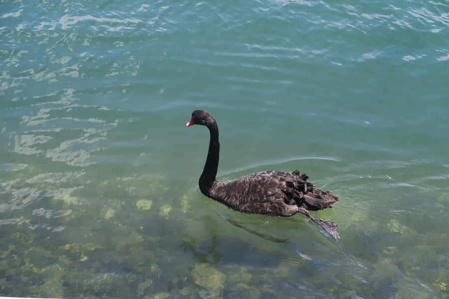 Surfers Paradise: Sightseeing Midday River and Canal Cruise - Top deck or covered seating?